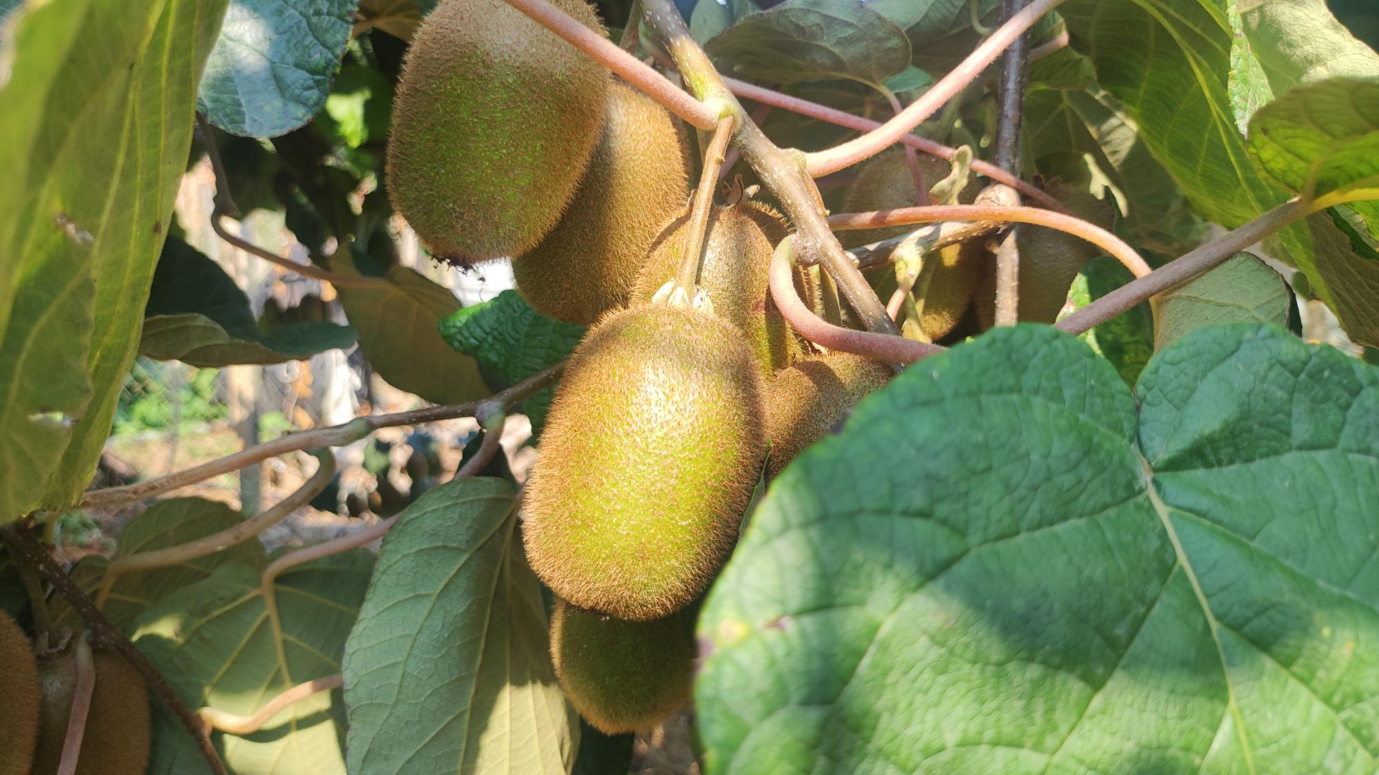 Pratiques d'Irrigation Efficaces pour une Croissance Optimale des — free download